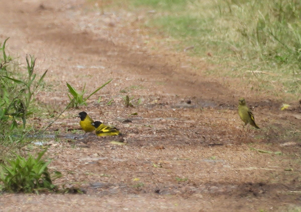 Hooded Siskin - ML645721271