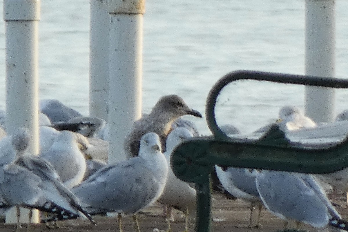 Lesser Black-backed Gull - ML645721275