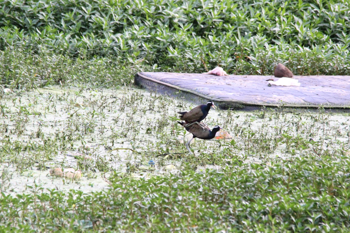 Бронзовокрылая якана - ML645721277