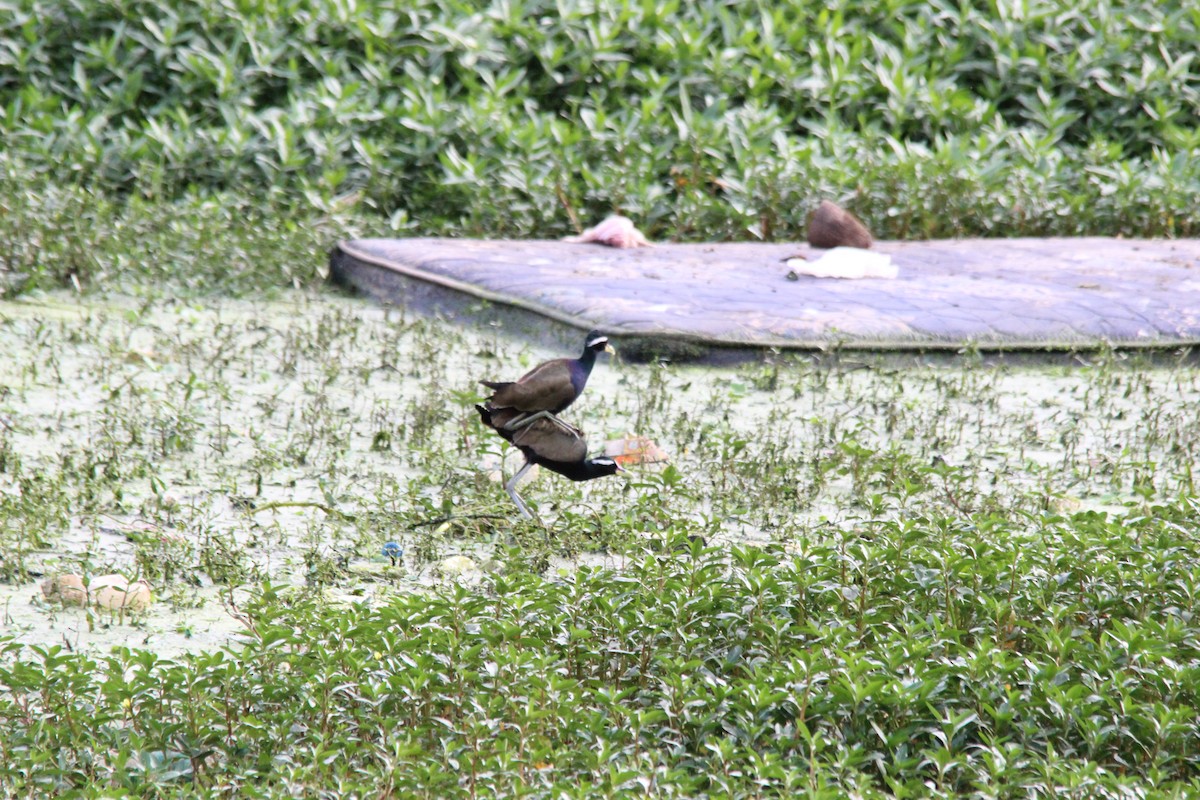 Бронзовокрылая якана - ML645721278