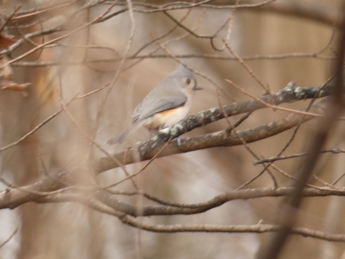 Tufted Titmouse - ML645721280