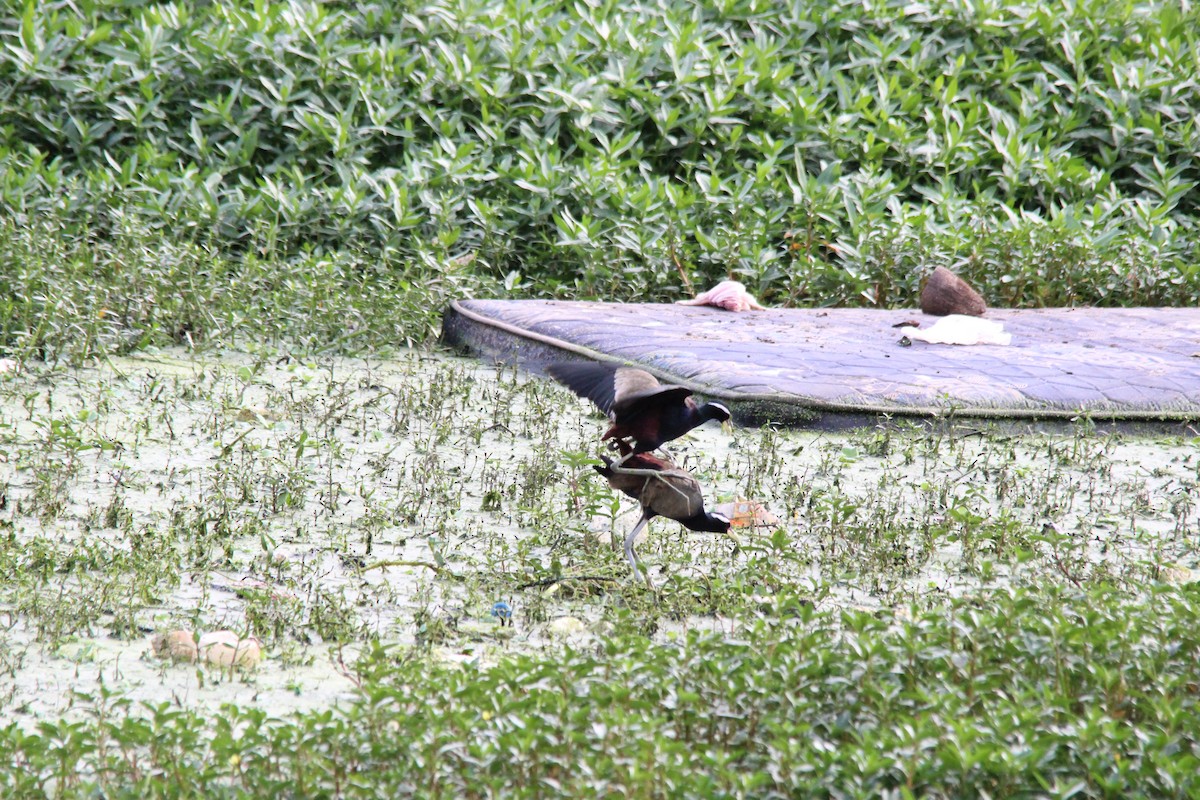 Бронзовокрылая якана - ML645721285