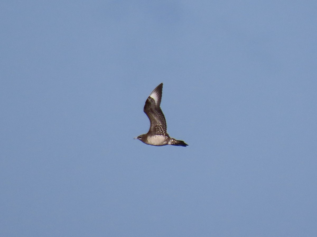 Parasitic Jaeger - ML645721286