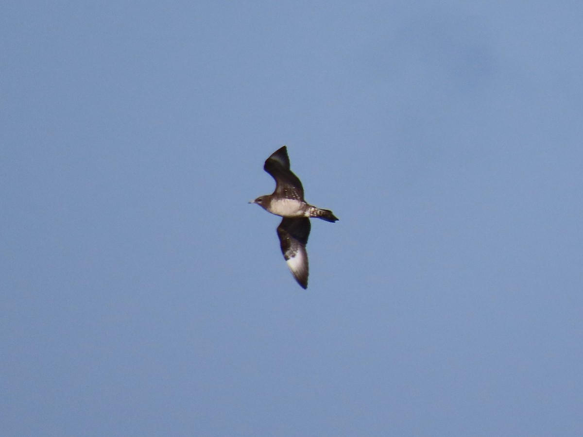 Parasitic Jaeger - ML645721287