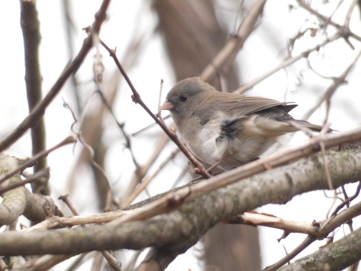 Dark-eyed Junco - ML645721299