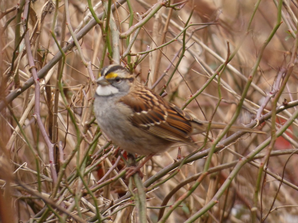 White-throated Sparrow - ML645721313