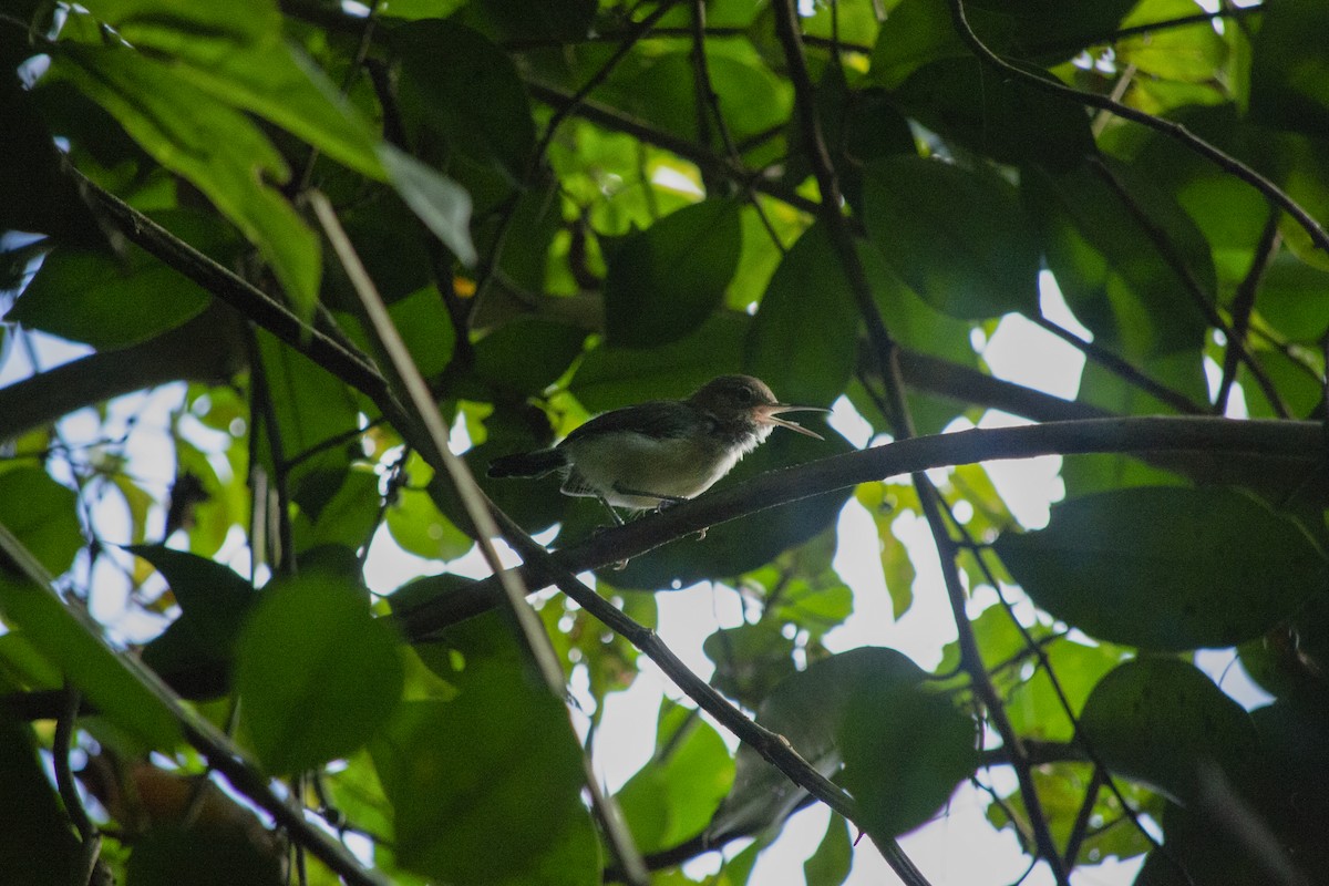 Long-billed Gnatwren - ML645721315