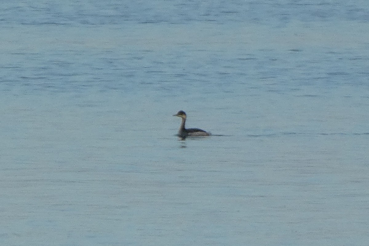 Eared Grebe - ML645721320