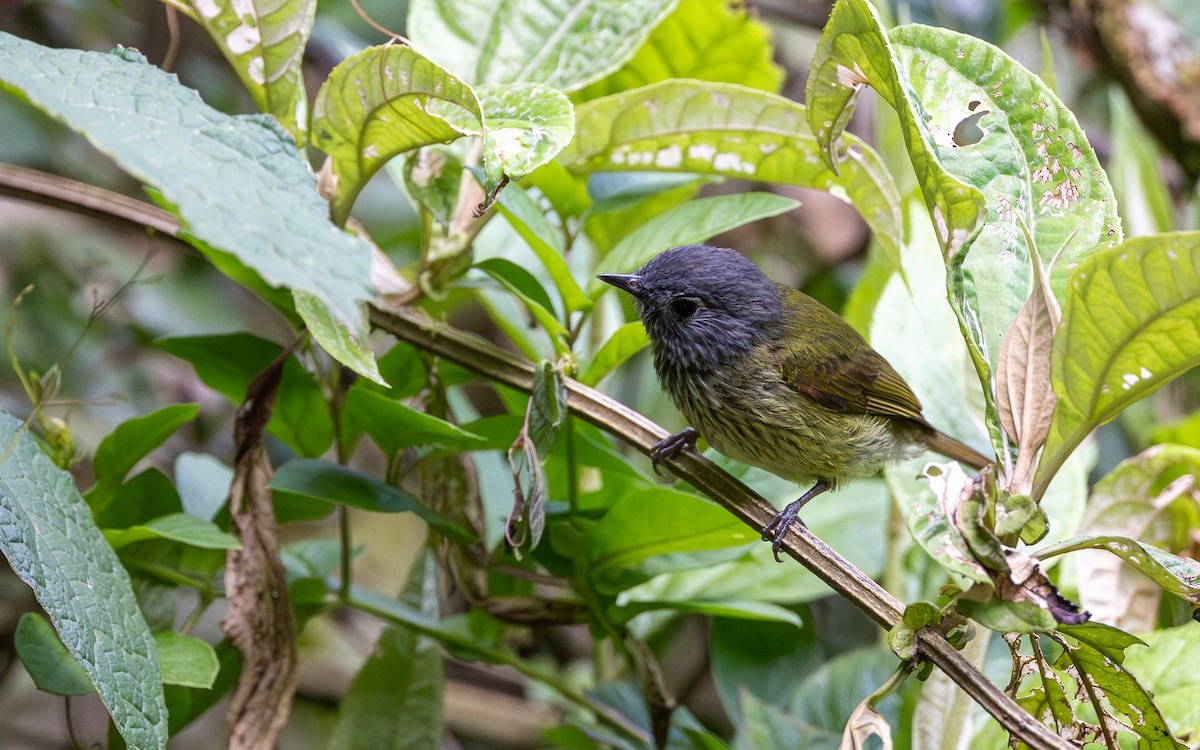 Streak-necked Flycatcher - ML645721323