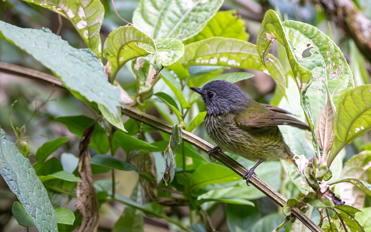 Streak-necked Flycatcher - ML645721324