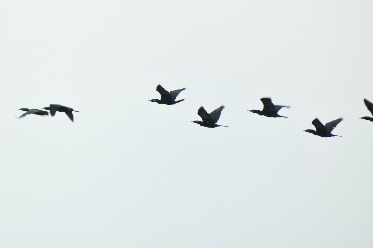 Neotropic Cormorant - ML645721338