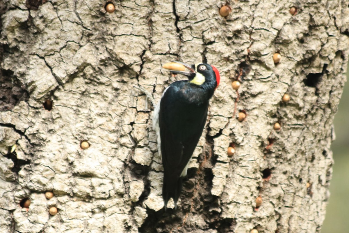 Acorn Woodpecker - ML645721339