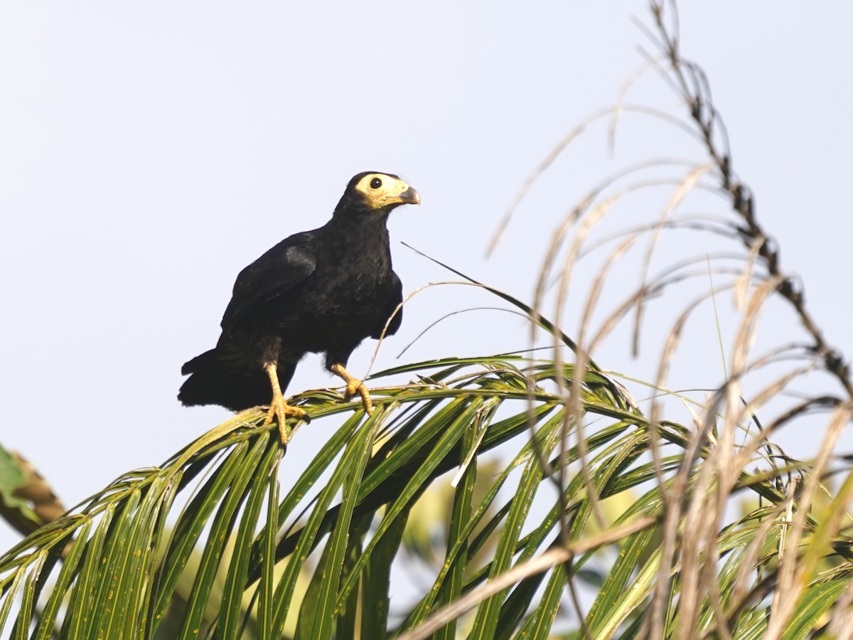 Siyah Karakara - ML645721340