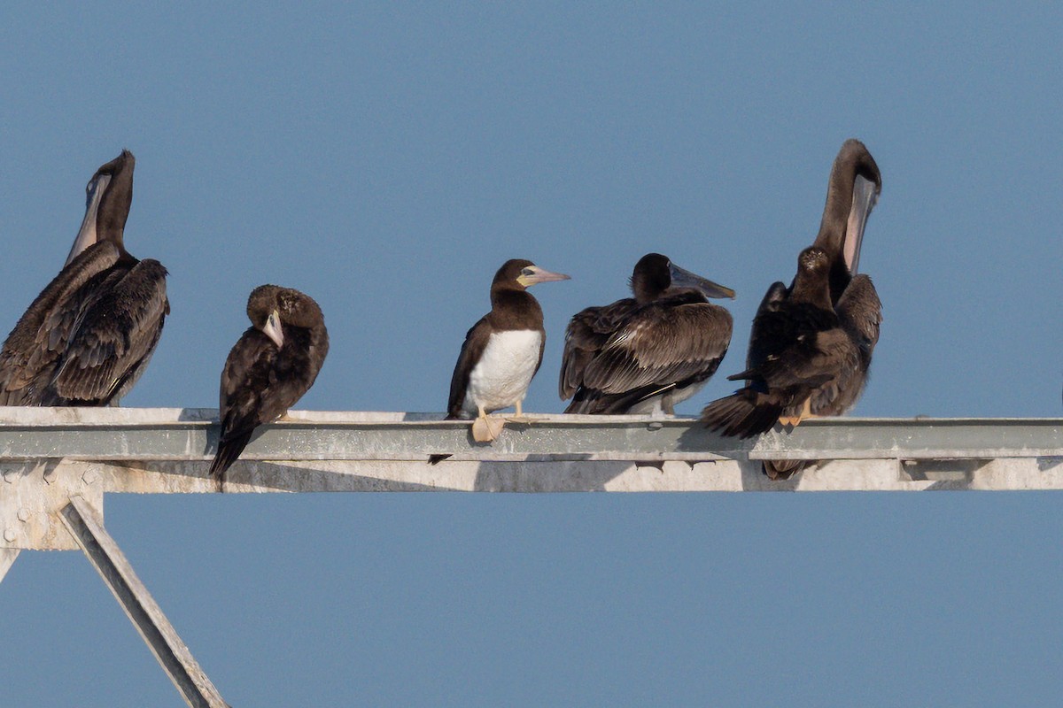 Brown Booby - ML645721345