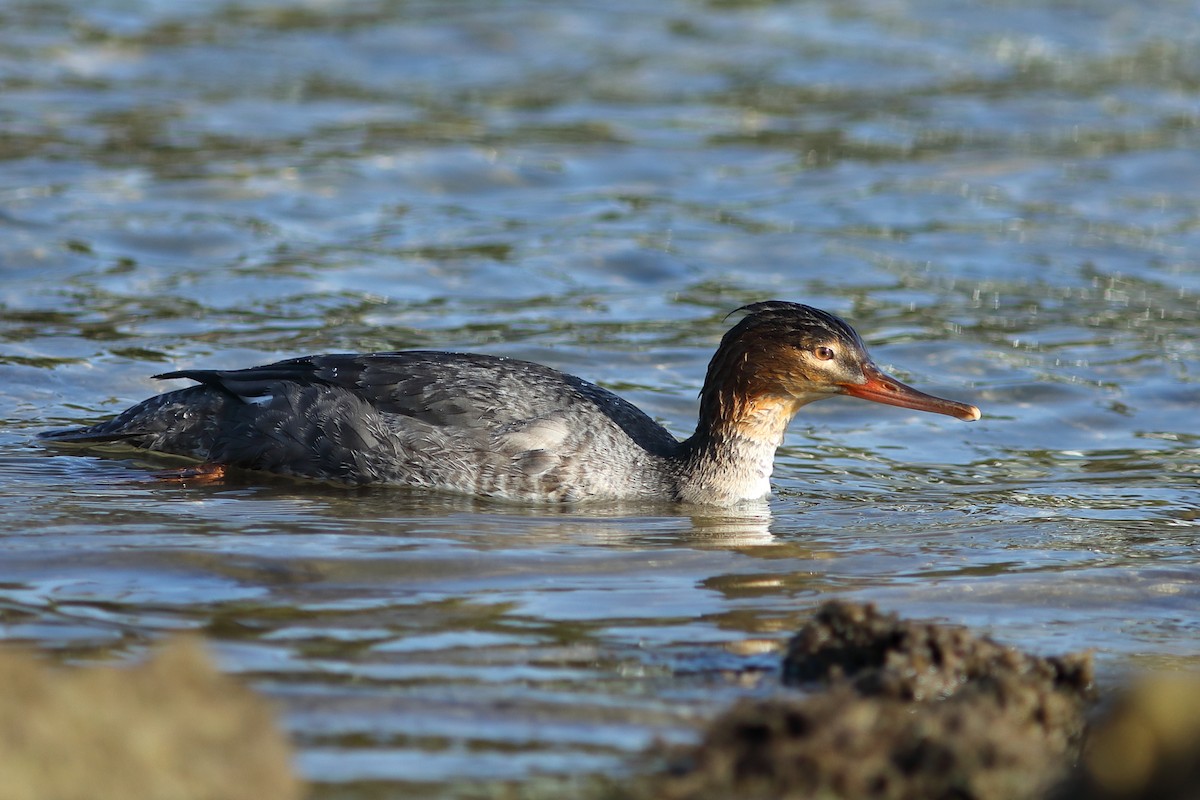 Red-breasted Merganser - ML645721350