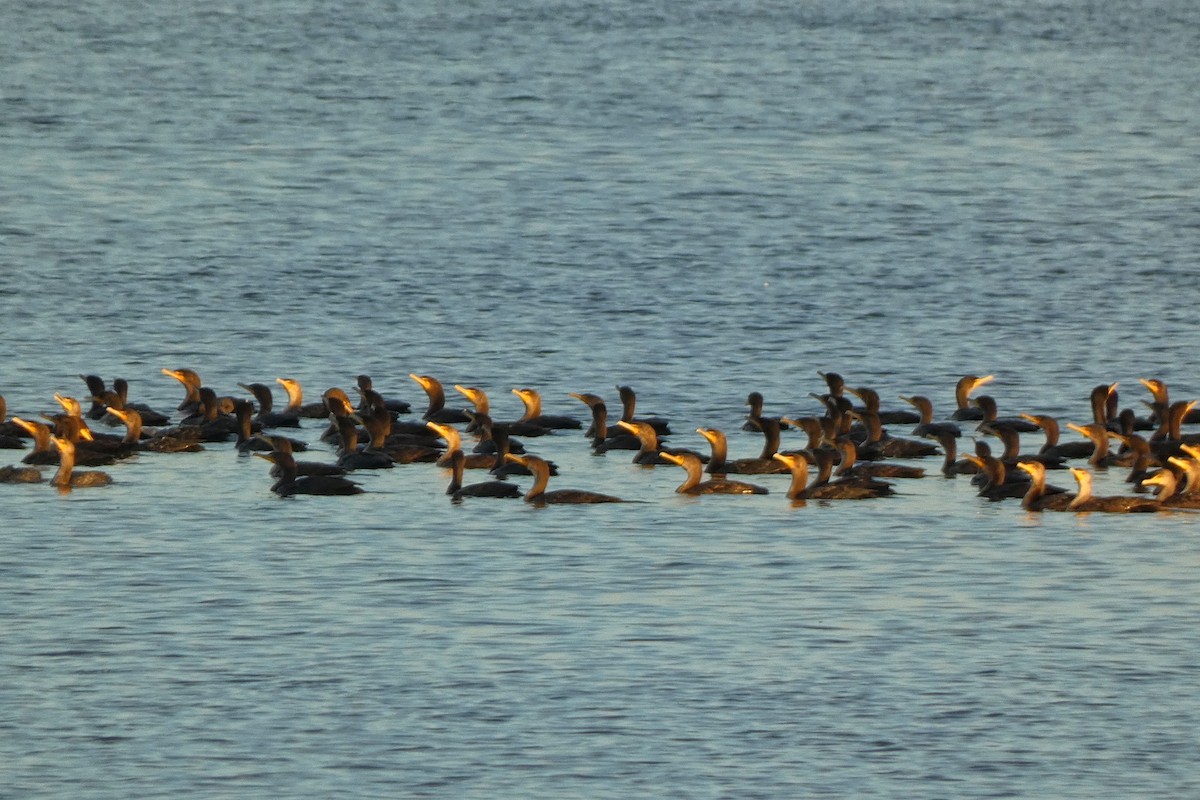 Double-crested Cormorant - ML645721356