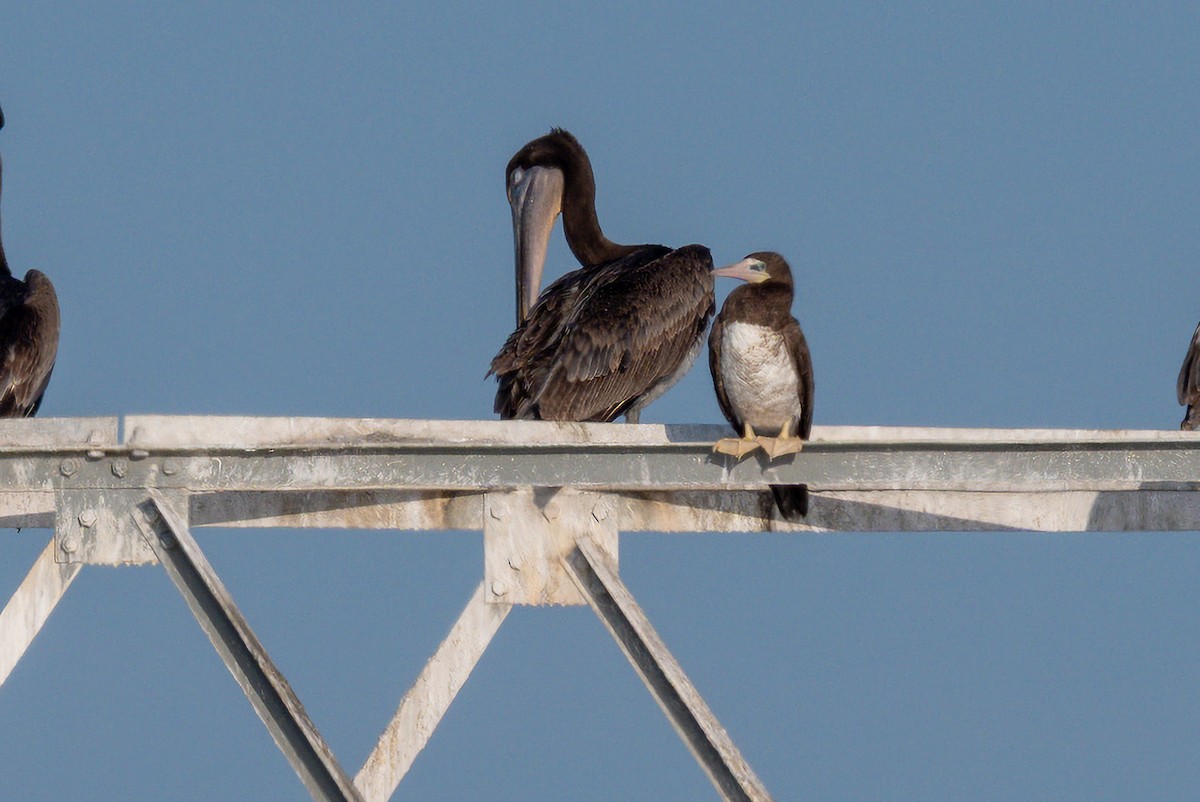 Brown Booby - ML645721367