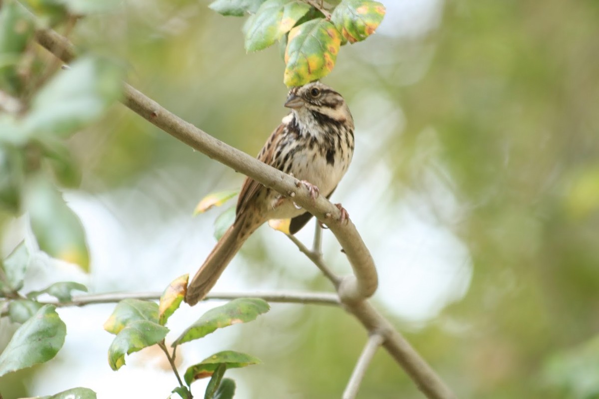 Song Sparrow - ML645721374
