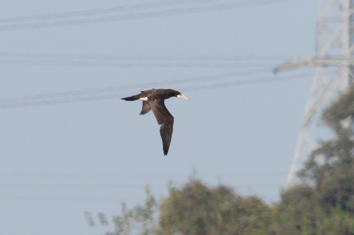 Brown Booby - ML645721378