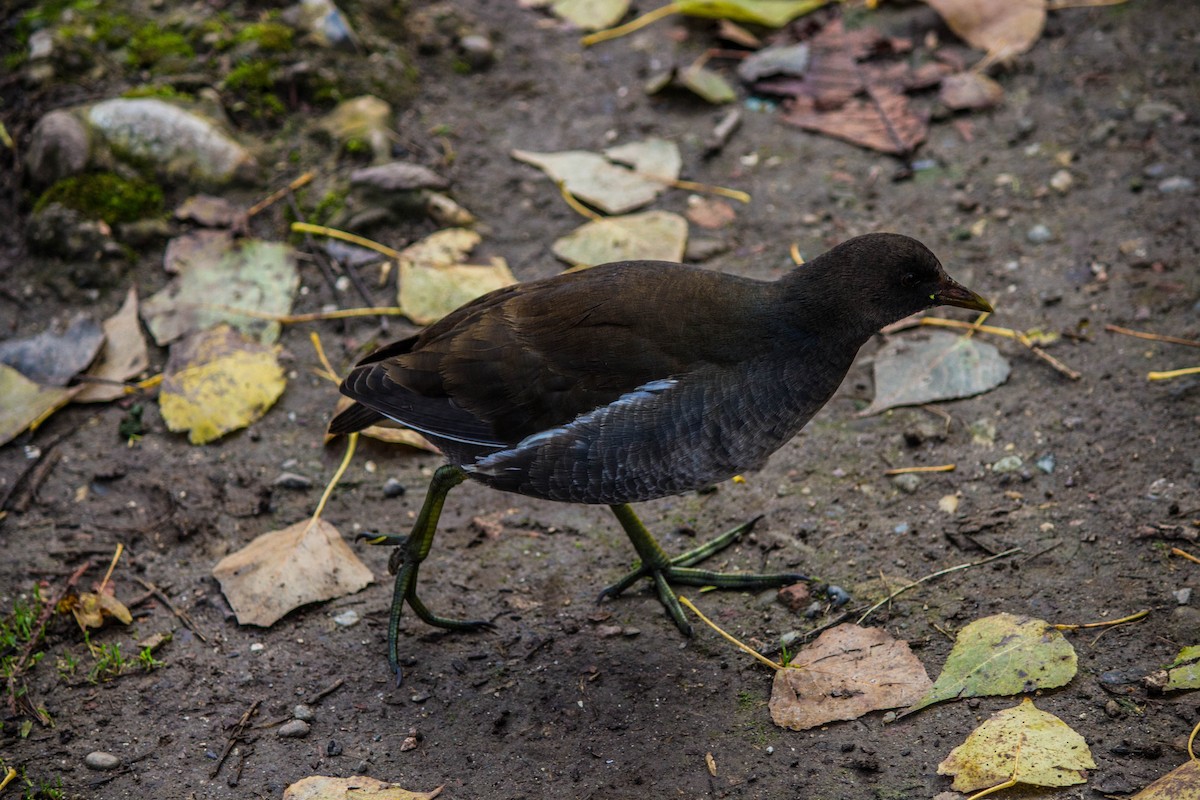 Eurasian Moorhen - ML645721384