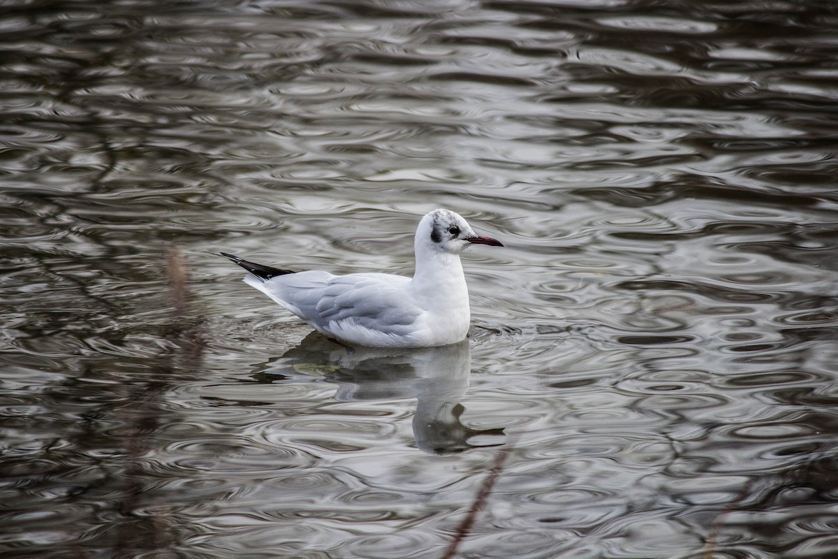 Black-headed Gull - ML645721385