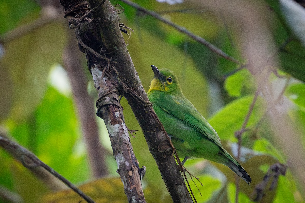 Greater Green Leafbird - ML645721389
