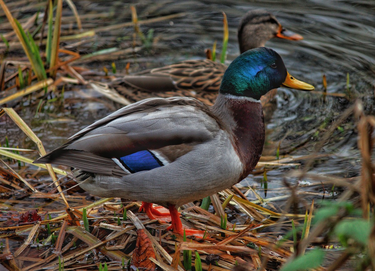 Mallard - ML645721392