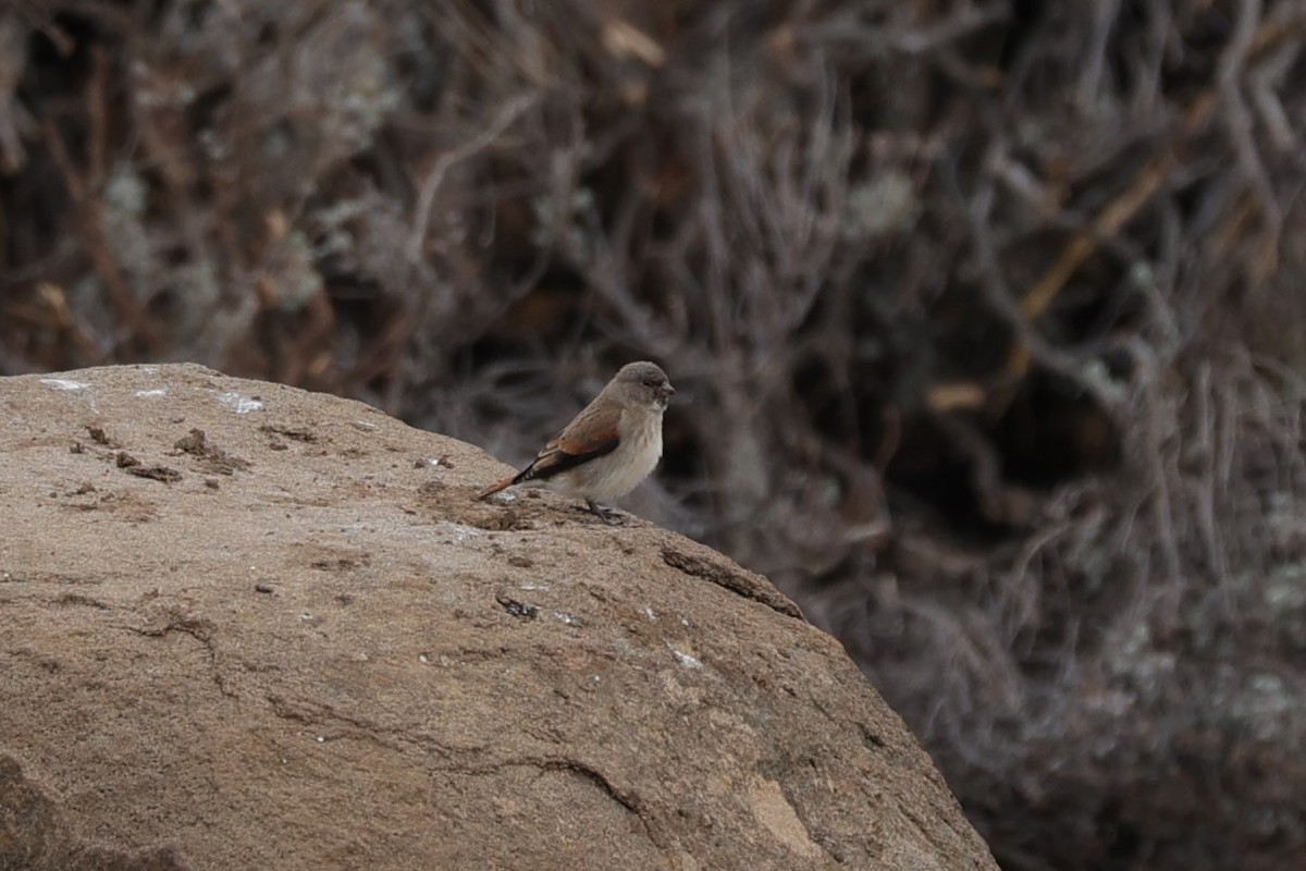 Black-headed Canary - ML645721393