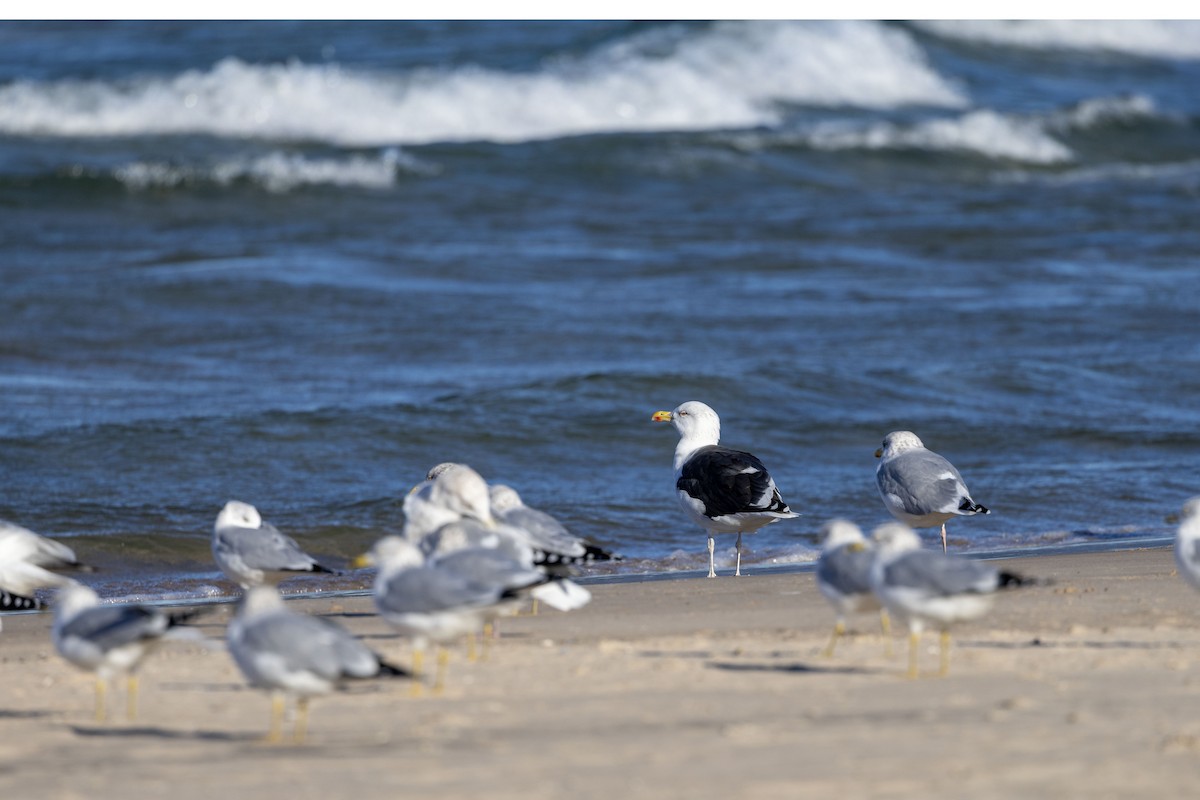Great Black-backed Gull - ML645721396