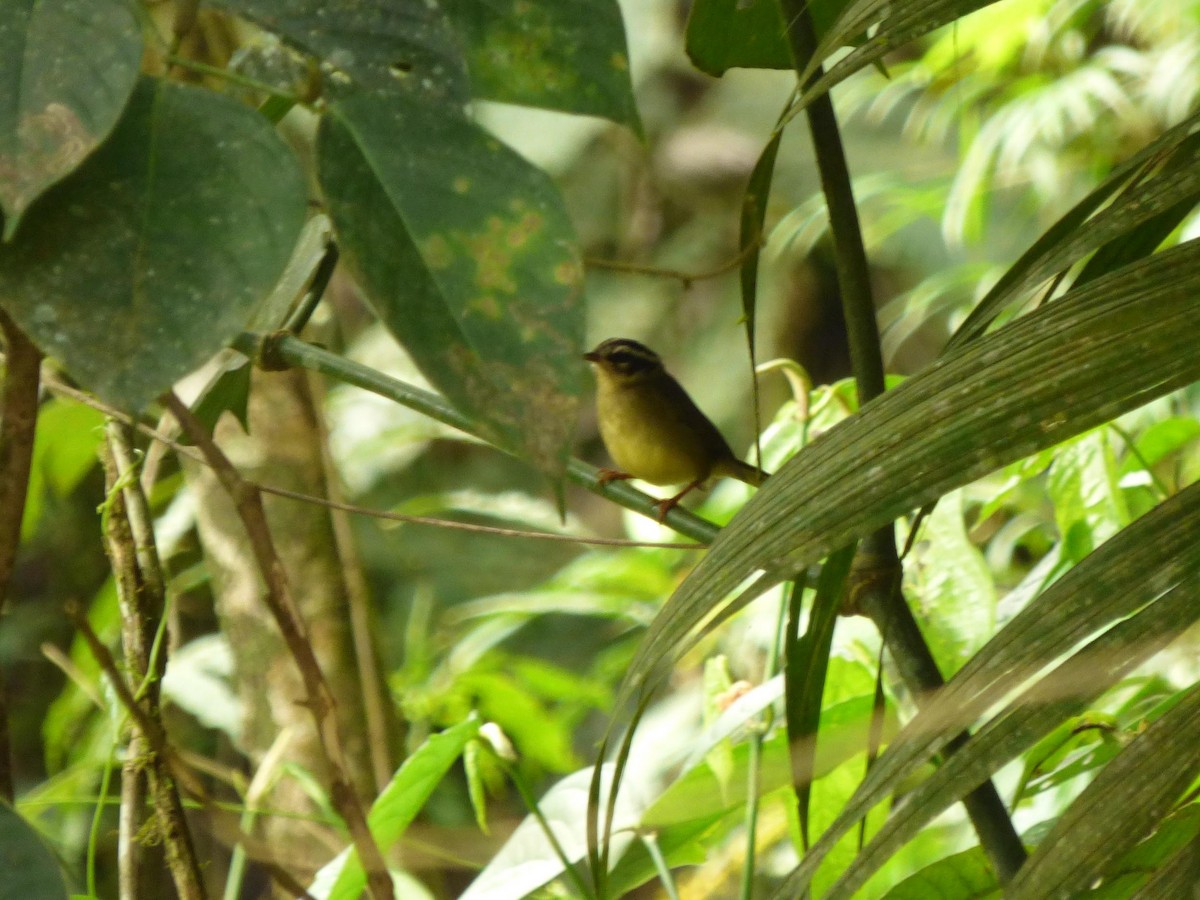 Коронник смугастоголовий - ML645721431