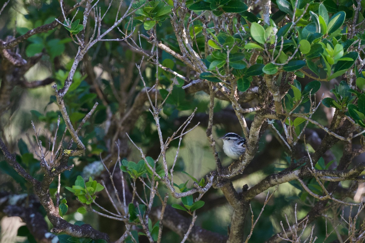 סבכון עקוד - ML645721465