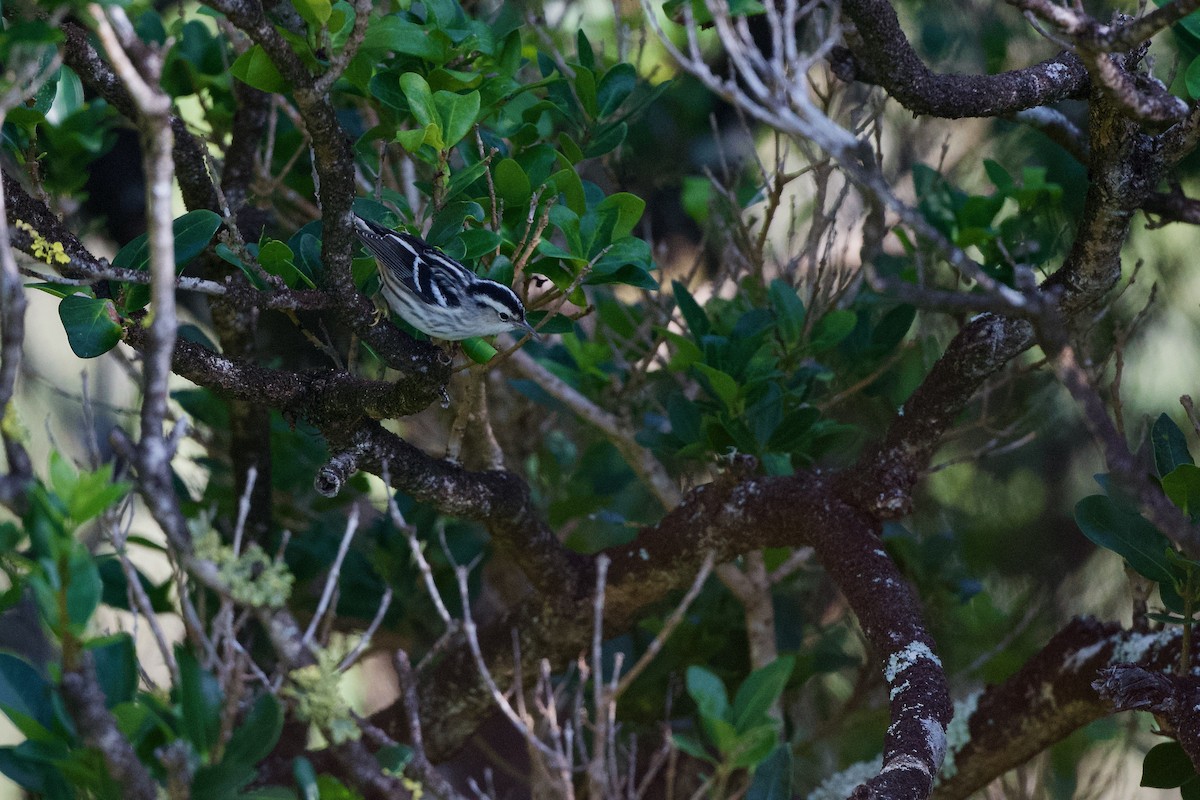 סבכון עקוד - ML645721466
