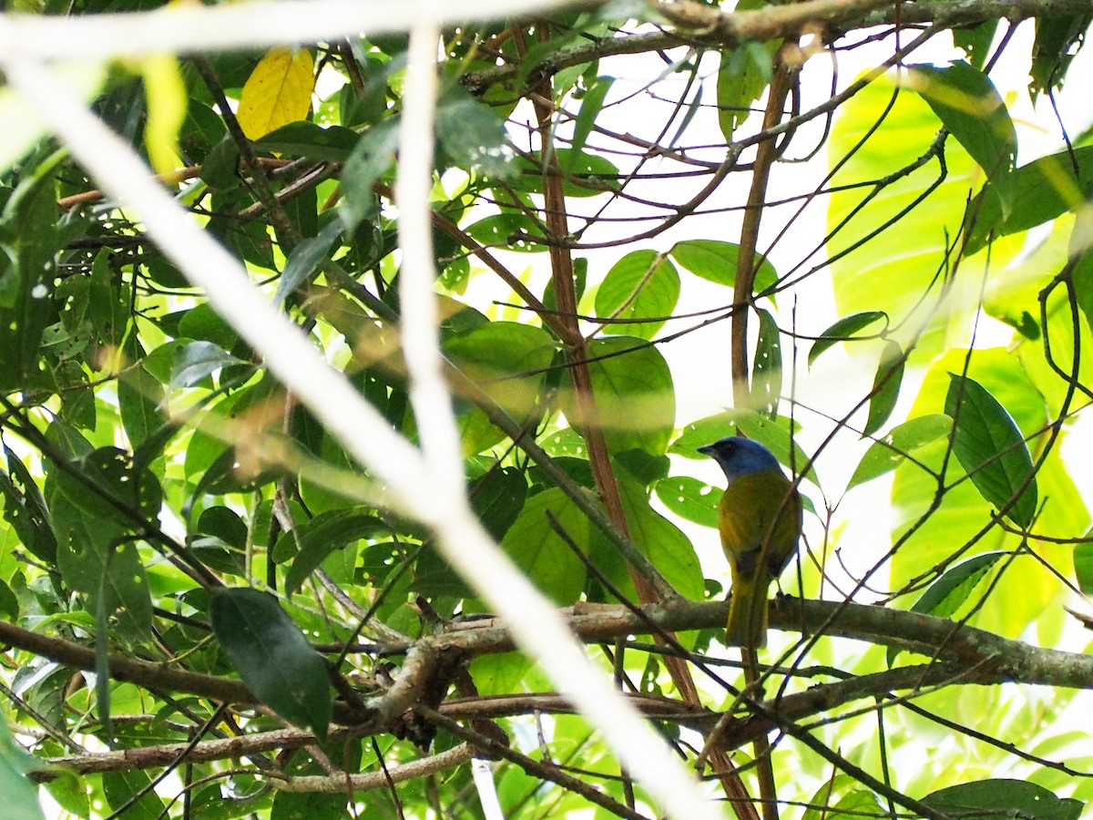 blåhettetanagar - ML645721476