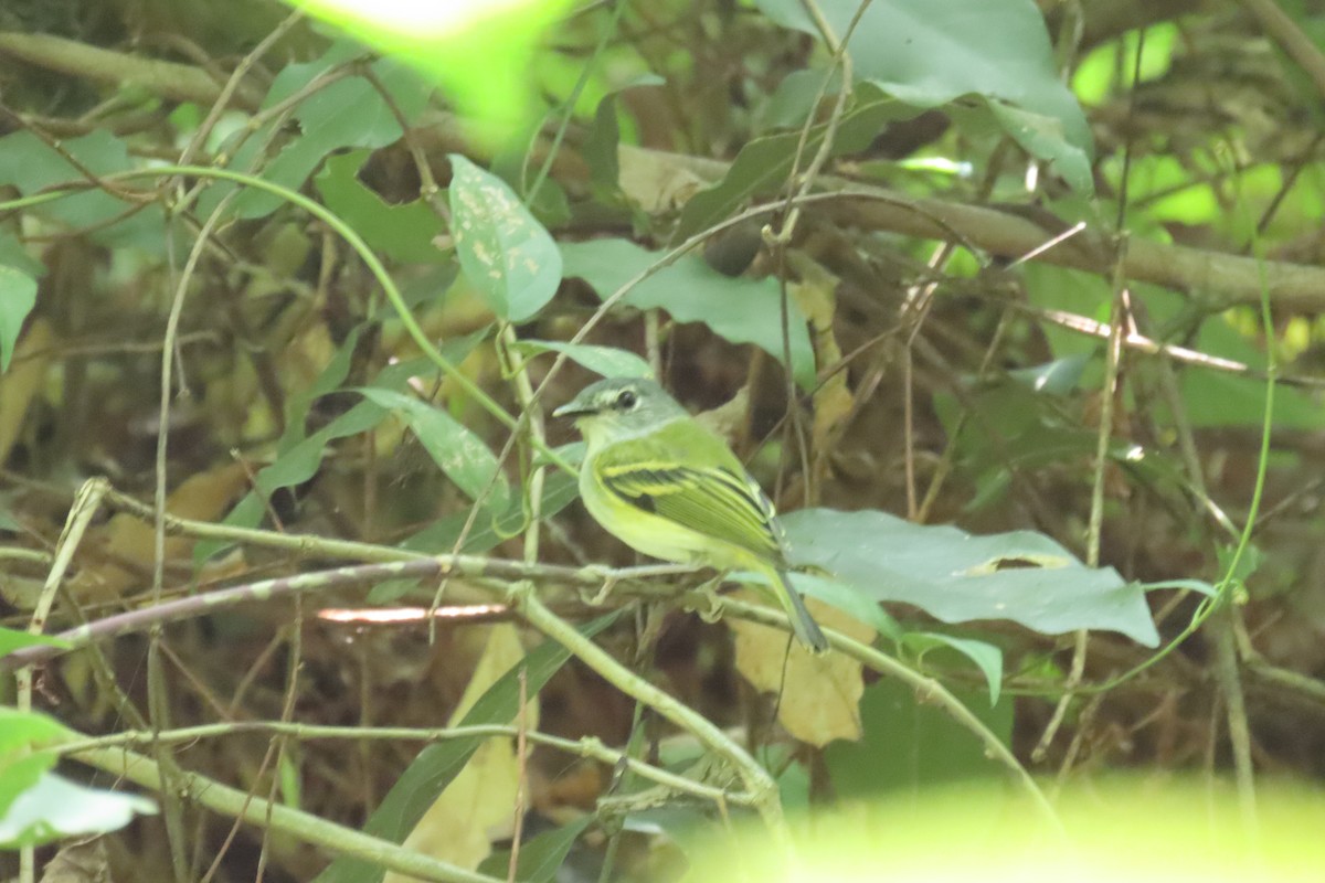 skiferhodetodityrann - ML645721482