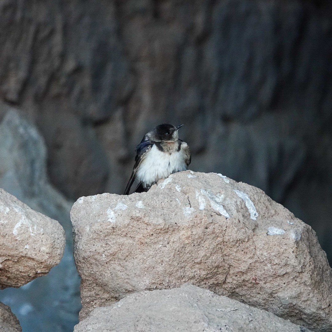 vlaštovka obecná - ML645721483