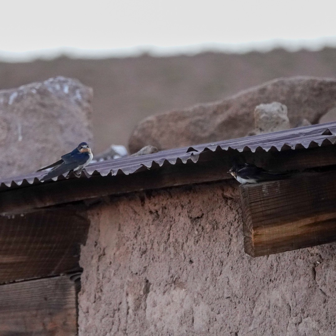 vlaštovka obecná - ML645721484