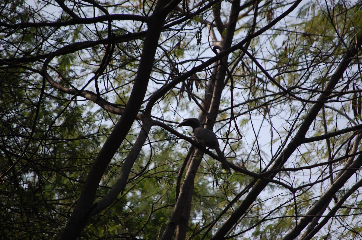 indiahornfugl - ML645721487