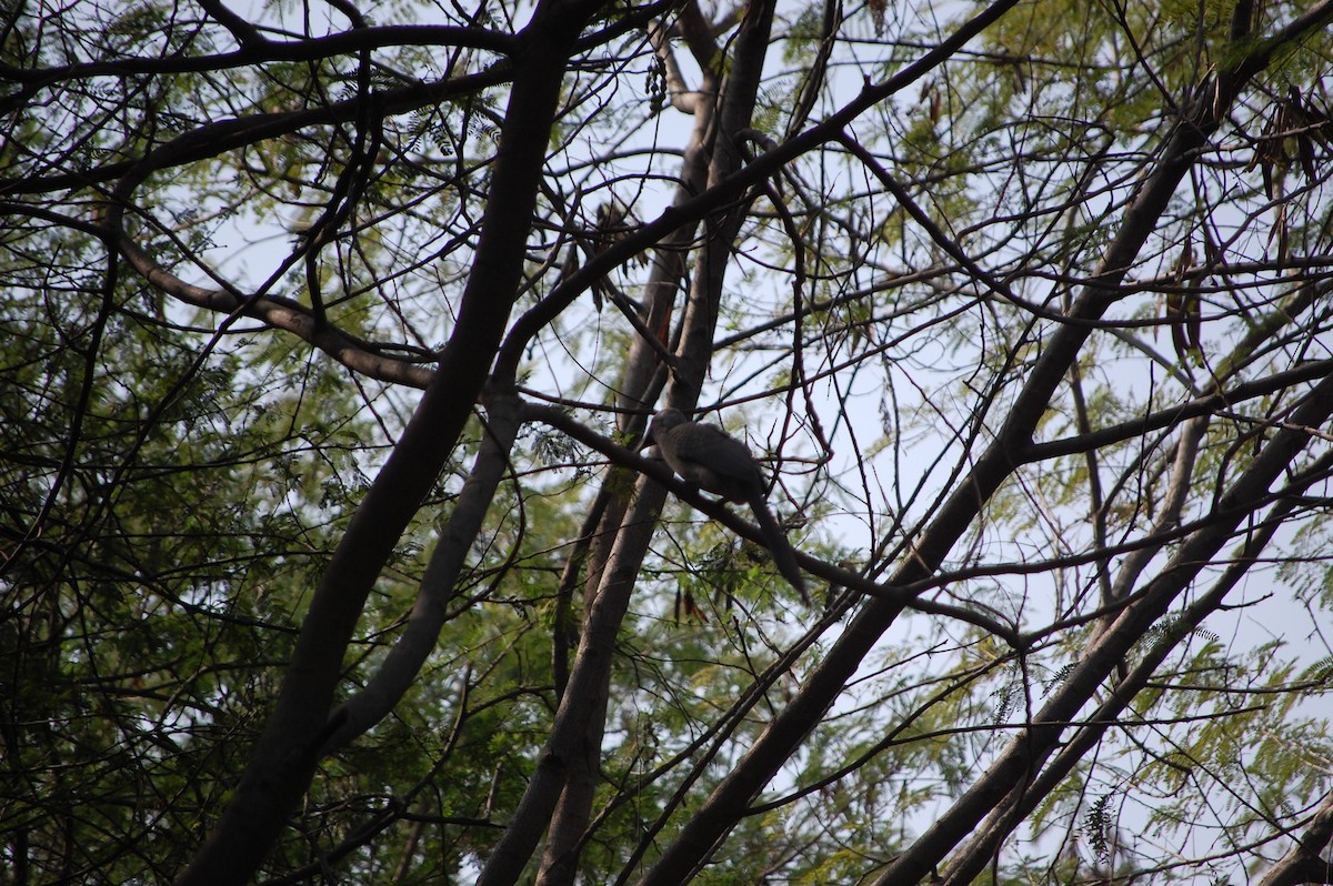 indiahornfugl - ML645721488