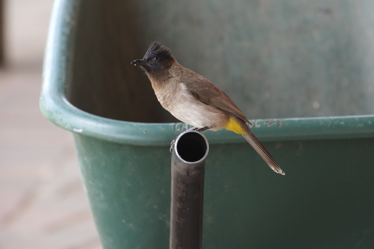 hagebylbyl - ML645721490