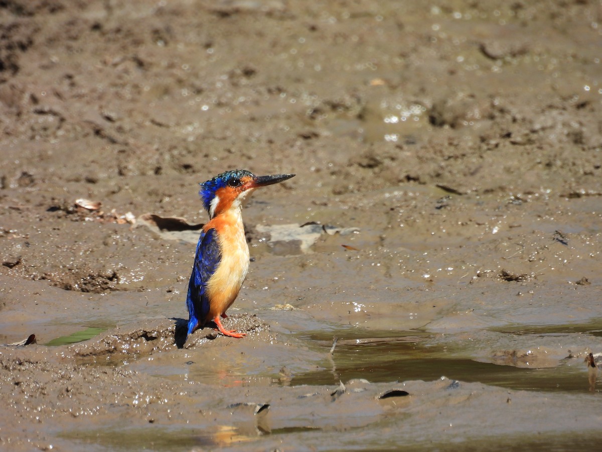 madagaskarisfugl - ML645721492