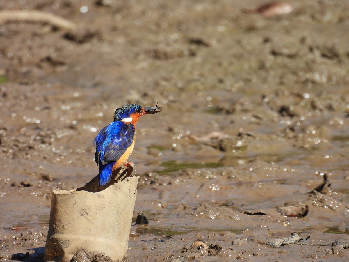 madagaskarisfugl - ML645721493