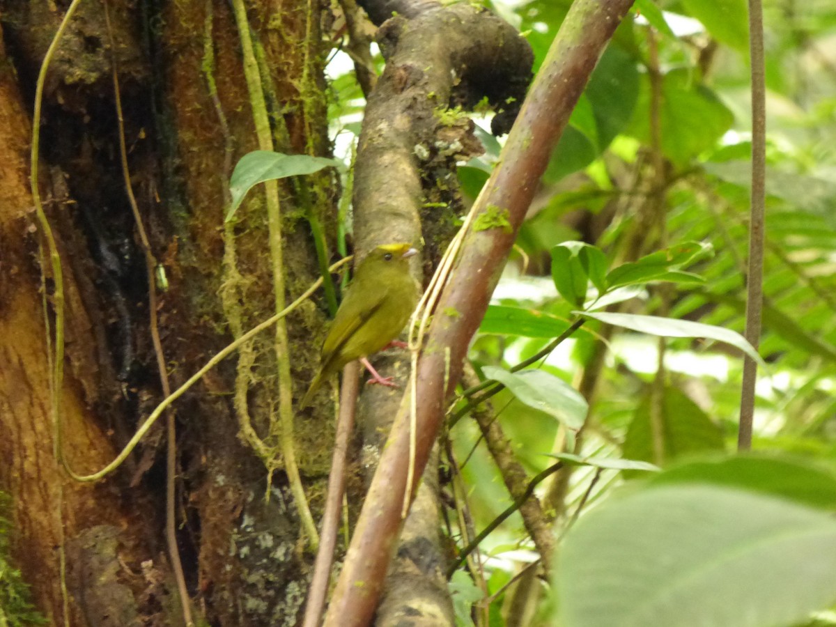 gladiatormanakin - ML645721495