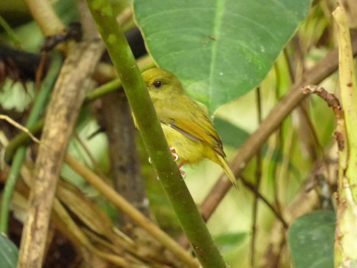 gladiatormanakin - ML645721496