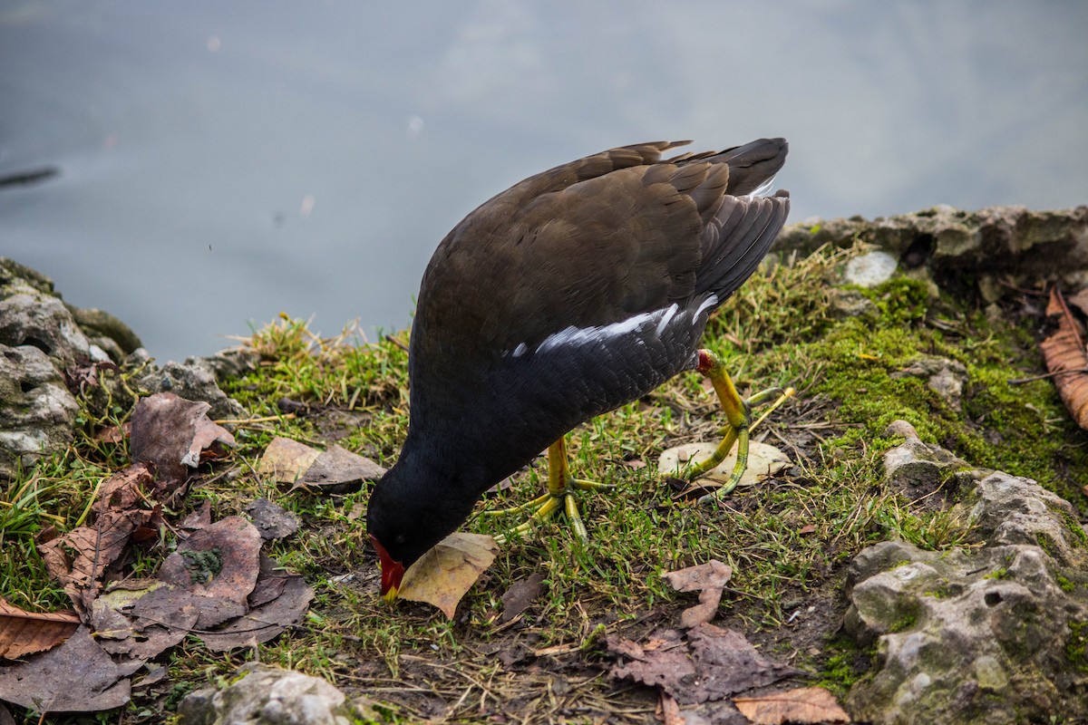 stokkand - ML645721498