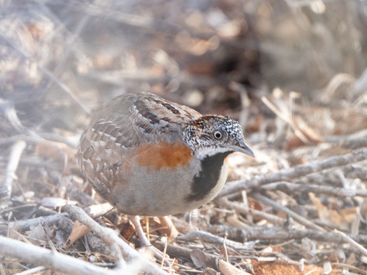 madagaskarspringvaktel - ML645721499