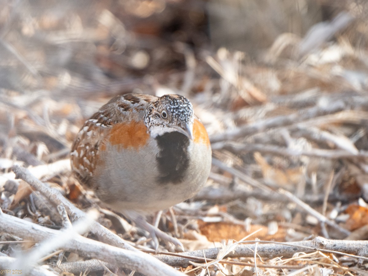 madagaskarspringvaktel - ML645721504