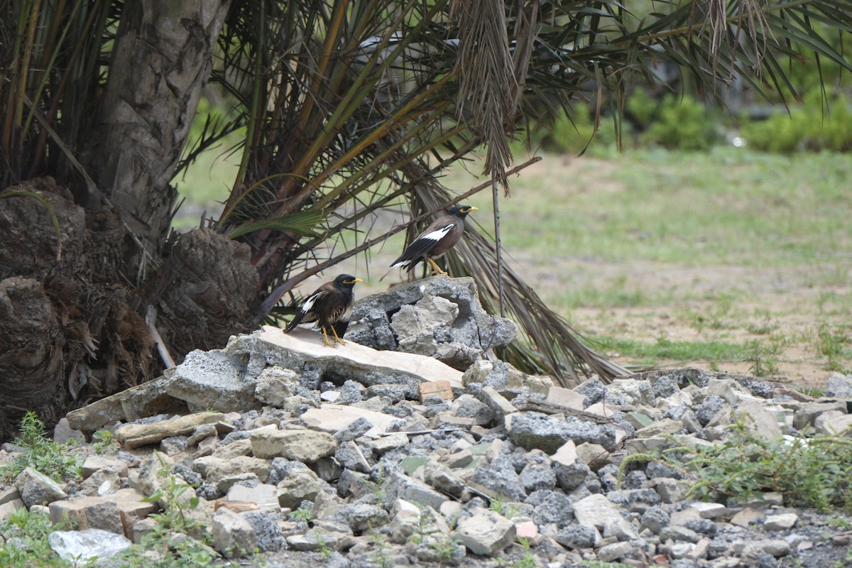 hyrdestær - ML645721505