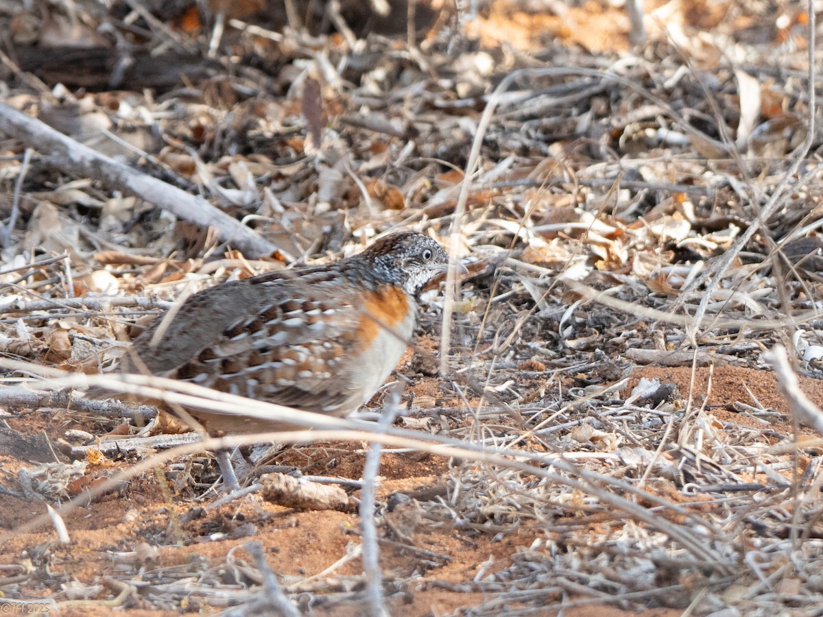 madagaskarspringvaktel - ML645721506