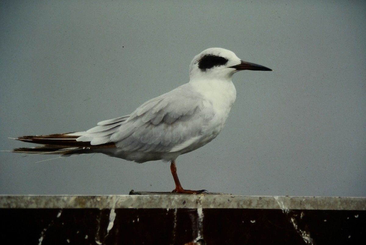 prærieterne - ML645721507