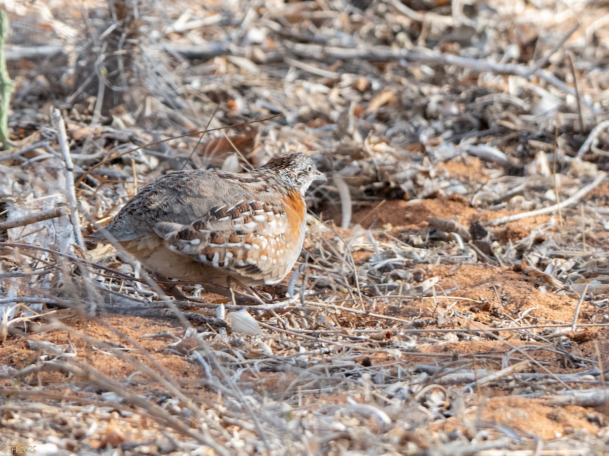 madagaskarspringvaktel - ML645721508